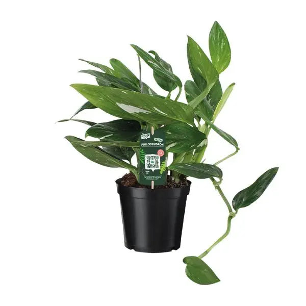 Philodendron Cobra Toef - Ø17cm - ↕50cm  BotanicBridge