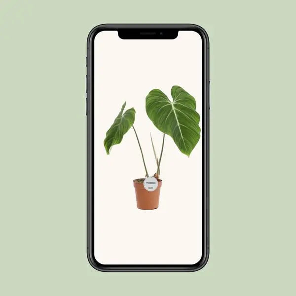 Philodendron Gloriosum - Ø15cm - ↕45cm  BotanicBridge