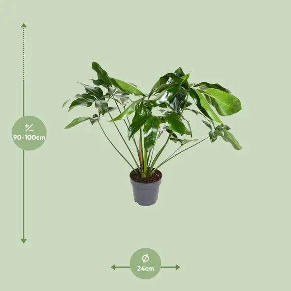 Philodendron Green Wonder - Ø24cm - ↕100cm  BotanicBridge