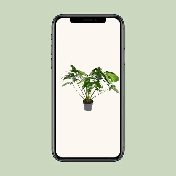 Philodendron Green Wonder - Ø24cm - ↕100cm  BotanicBridge