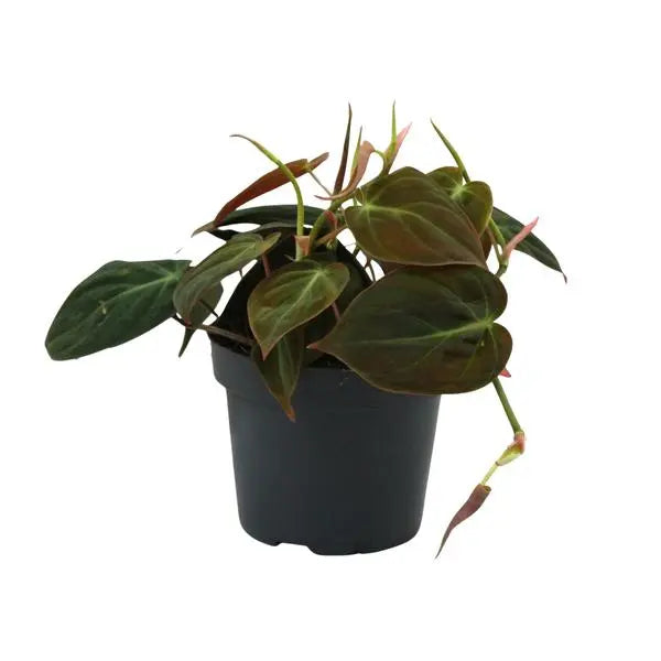 Philodendron Micans - Ø12cm - ↕15cm  BotanicBridge