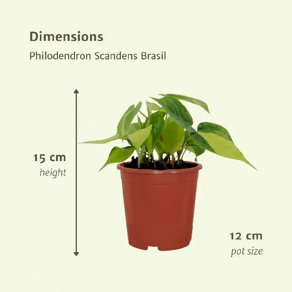 Philodendron Scandens Brasil - 4 stuks - Ø12cm - ↕15cm  BotanicBridge