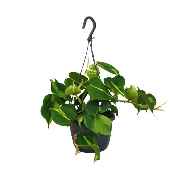 Philodendron Scandens Brasil - Ø15cm - ↕35cm  BotanicBridge