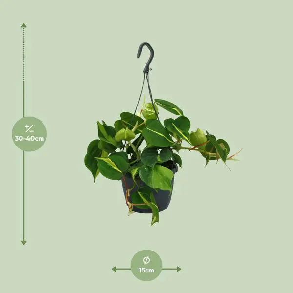 Philodendron Scandens Brasil - Ø15cm - ↕35cm  BotanicBridge