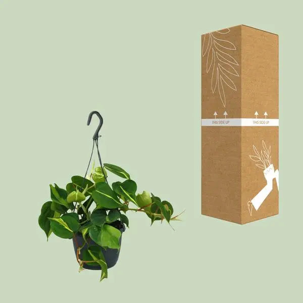 Philodendron Scandens Brasil - Ø15cm - ↕35cm  BotanicBridge