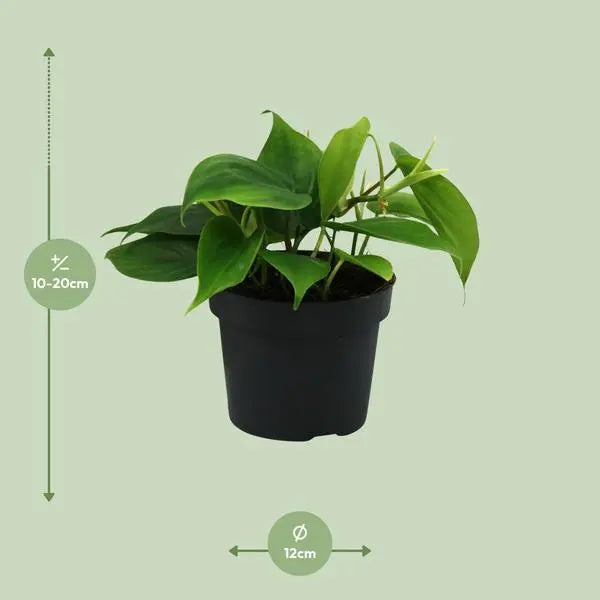 Philodendron Scandens - Ø12cm - ↕20cm  BotanicBridge