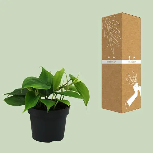 Philodendron Scandens - Ø12cm - ↕20cm  BotanicBridge