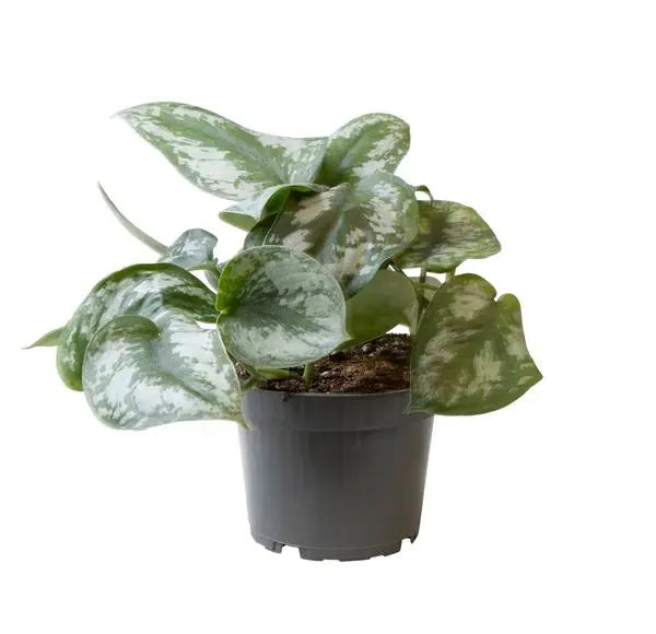 Philodendron Scandens Pictus - Ø12cm - ↕22cm  BotanicBridge