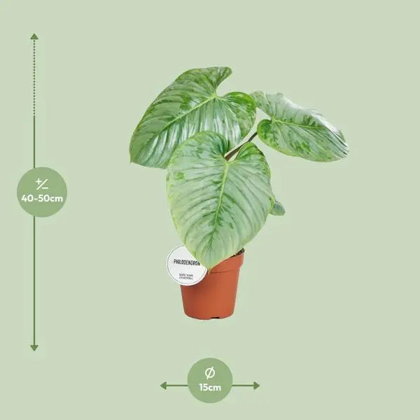 Philodendron Sodiroi - Ø15cm - ↕45cm  BotanicBridge