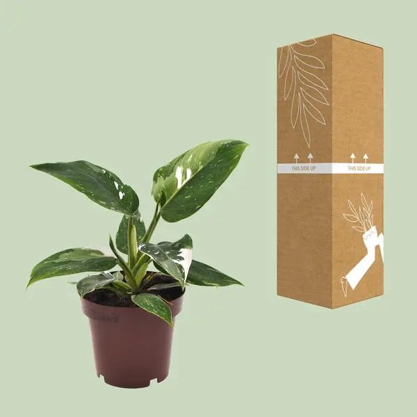 Philodendron White Princess - Ø12cm - ↕25cm  BotanicBridge