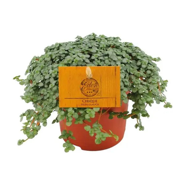 Pilea Glauca - Ø11cm - ↕15cm  BotanicBridge