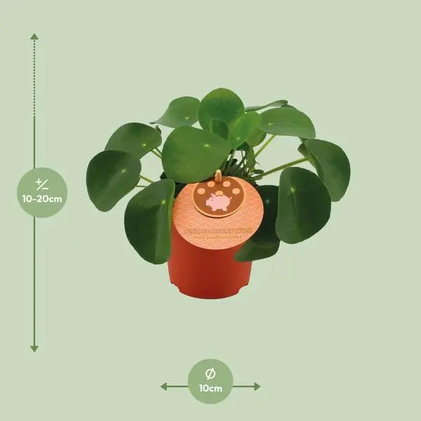 Pilea Peperomioides - Ø11cm - ↕15cm  BotanicBridge