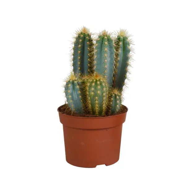 Pilosocereus azureus - 12cm - zonder pot  BotanicBridge