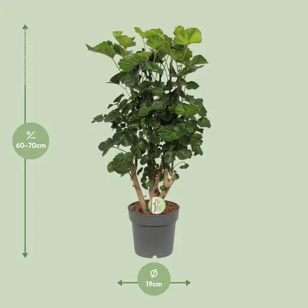 Polyscias Lemon - Ø19cm - ↕65cm  BotanicBridge