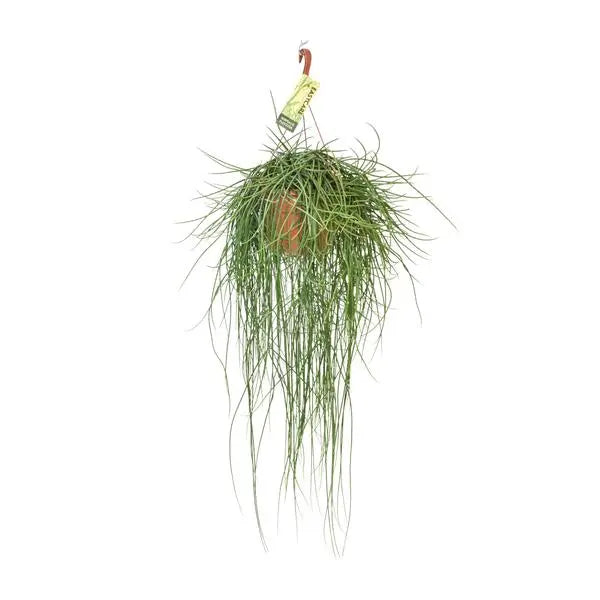 Rhipsalis Floccosa - Ø21cm - ↕70cm  BotanicBridge