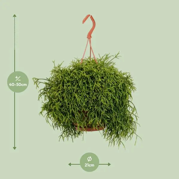 Rhipsalis Heteroclada - Ø21cm - ↕45cm  BotanicBridge