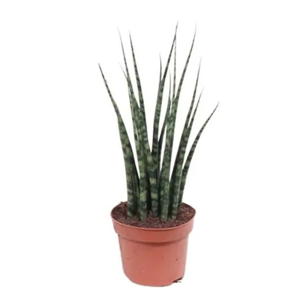 Sansevieria Fernwood Mikado - Ø12cm - ↕40cm  BotanicBridge