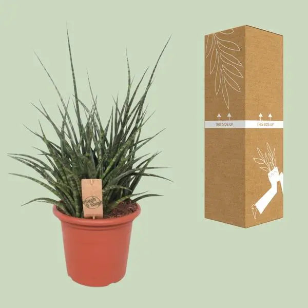 Sansevieria Fernwood Punk - Ø25cm - ↕60cm  BotanicBridge