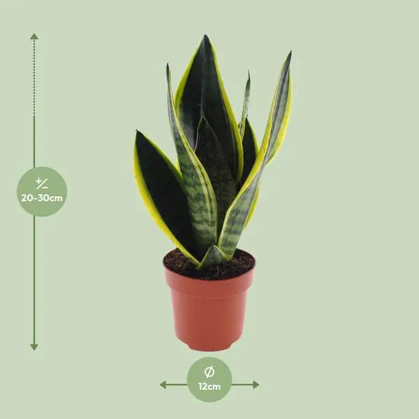 Sansevieria Futura Superba - Ø12cm - ↕30cm  BotanicBridge