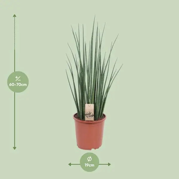 Sansevieria Mikado - Ø19cm - ↕70cm  BotanicBridge