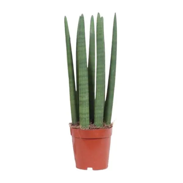 Sansevieria Straight - Ø12cm - ↕40cm  BotanicBridge