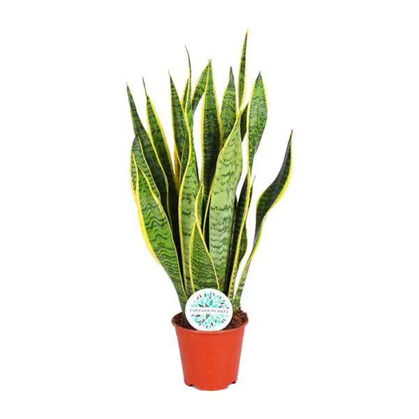 Sansevieria Trifasciata Laurentii - Ø14cm - ↕50cm  BotanicBridge