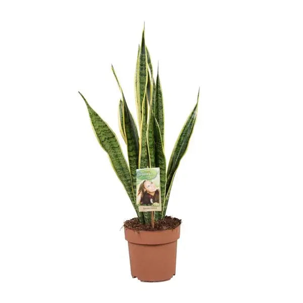 Sansevieria Trifasciata Laurentii - Ø17cm - ↕60cm  BotanicBridge