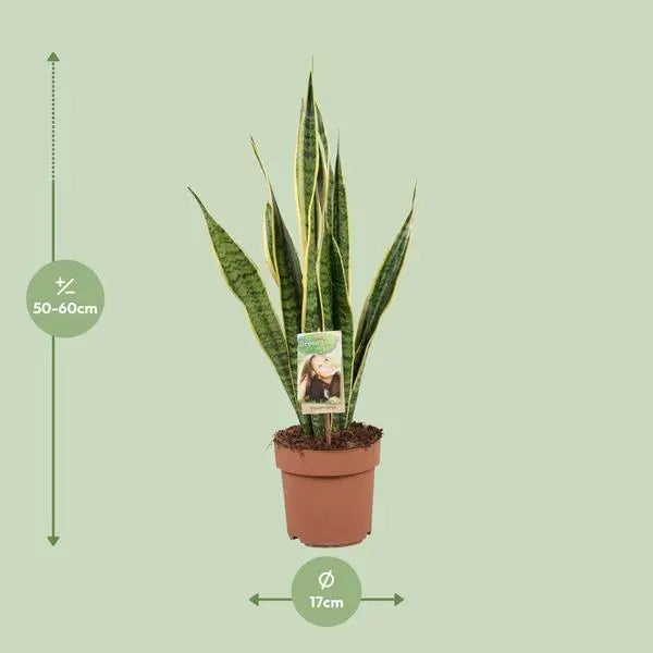 Sansevieria Trifasciata Laurentii - Ø17cm - ↕60cm  BotanicBridge