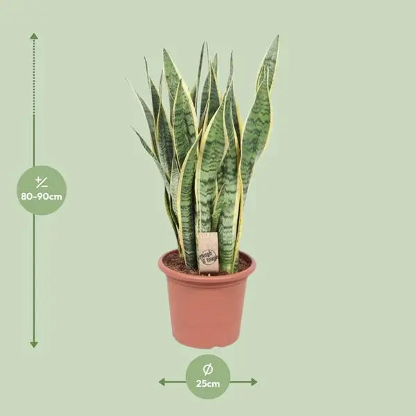 Sansevieria Trifasciata Laurentii - Ø25cm - ↕85cm  BotanicBridge