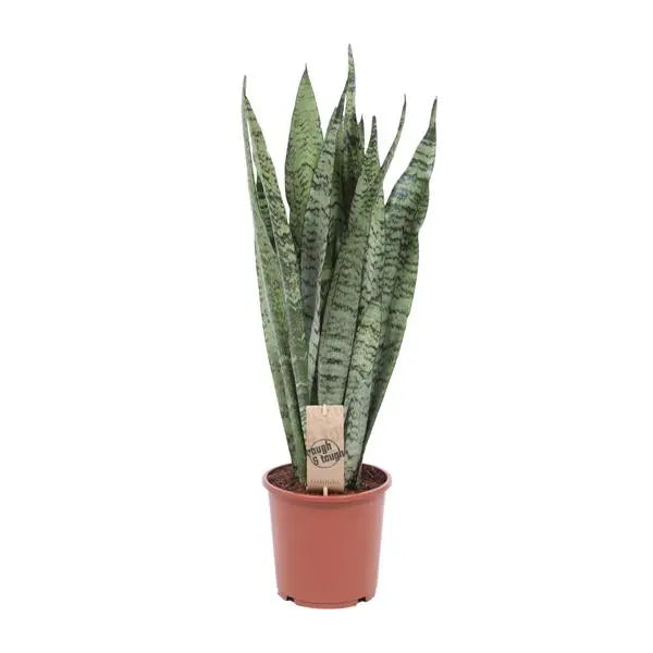 Sansevieria Zeylanica - Ø17cm - ↕70cm  BotanicBridge