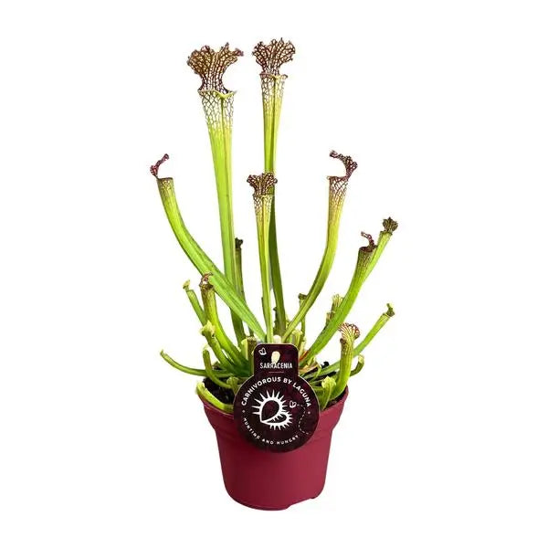 Sarracenia Farnhamii - Ø12cm - ↕40cm  BotanicBridge