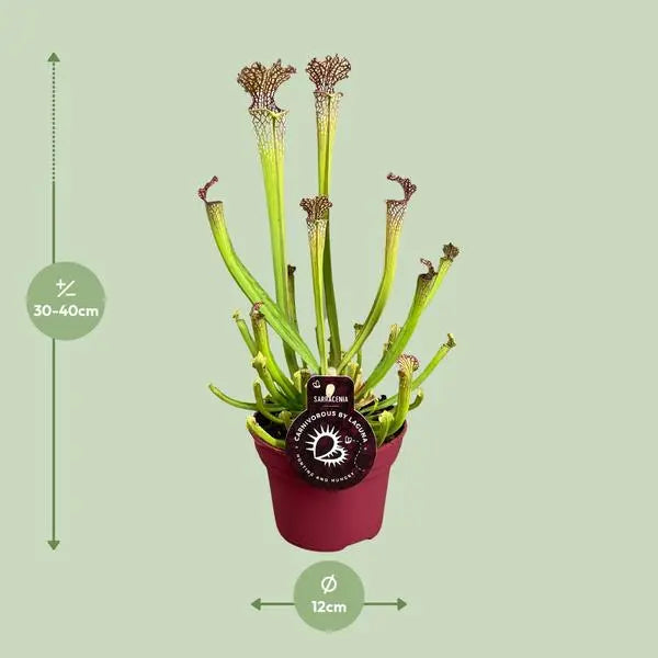 Sarracenia Farnhamii - Ø12cm - ↕40cm  BotanicBridge