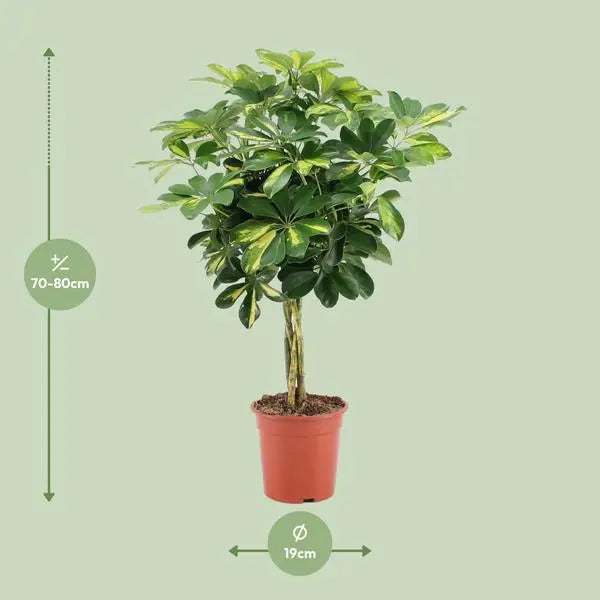 Schefflera Arboricola Gold Capella - Ø19cm - ↕75cm  BotanicBridge