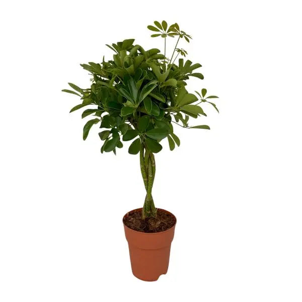 Schefflera Compacta - Ø19cm - ↕80cm  BotanicBridge