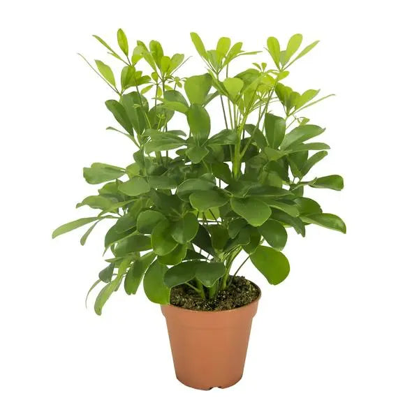 Schefflera Nora - Ø13cm - ↕35cm  BotanicBridge