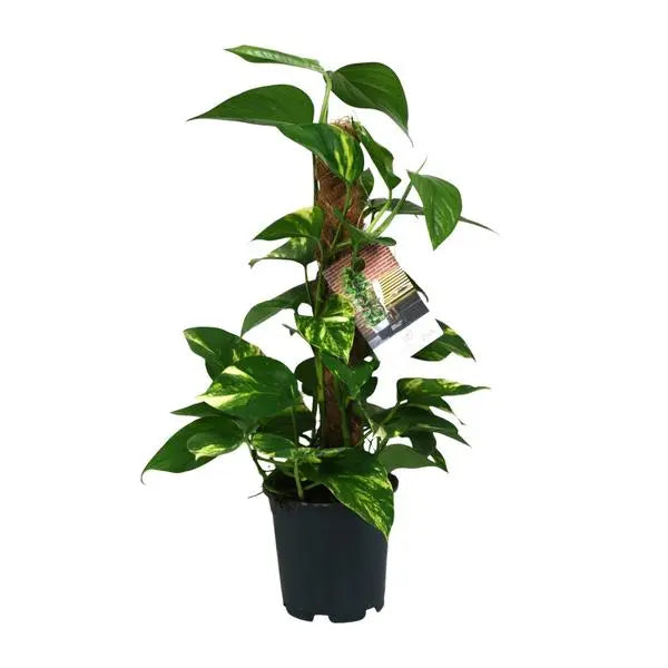 Scindapsus Epipremnum - Ø15cm - ↕50cm  BotanicBridge