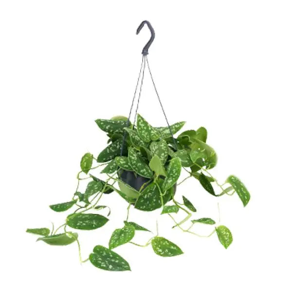 Scindapsus Pictus - Ø15cm - ↕25cm - Ø15cm - ↕25cm  BotanicBridge