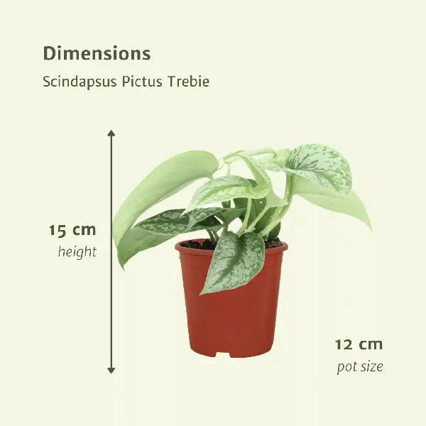 Scindapsus Pictus Trebie (Epipremnum) - 2 stuks - Ø12cm - ↕15cm  BotanicBridge