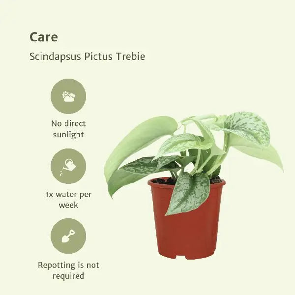 Scindapsus Pictus Trebie (Epipremnum) - 2 stuks - Ø12cm - ↕15cm  BotanicBridge