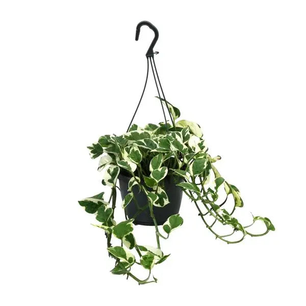 Scindapsus (Epipremnum) N’Joy - Ø15cm - ↕35cm  BotanicBridge