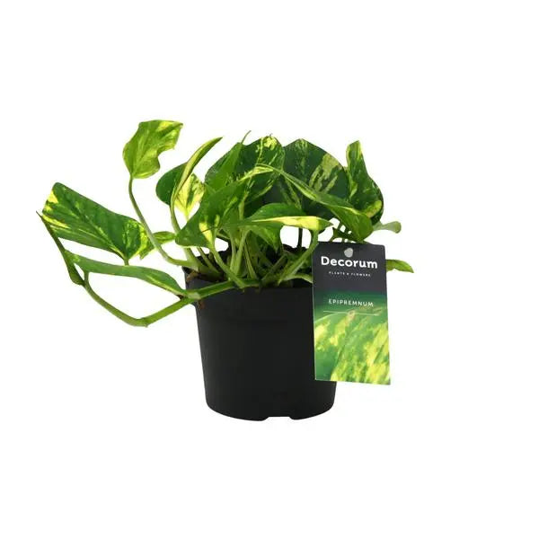 Scindapsus (Epipremnum) N'joy Gold - Ø12cm - ↕25cm  BotanicBridge