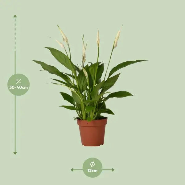 Spathiphyllum Bingo Cupido - Ø12cm - ↕45cm  BotanicBridge