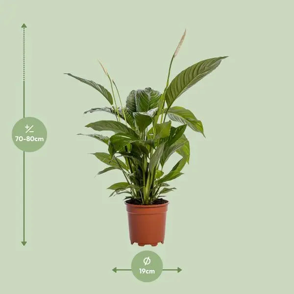 Spathiphyllum Bingo Cupido - Ø19cm - ↕80cm  BotanicBridge