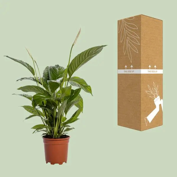 Spathiphyllum Bingo Cupido - Ø19cm - ↕80cm  BotanicBridge