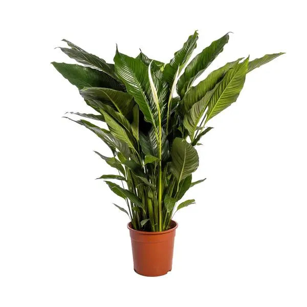 Spathiphyllum Sweet Sebastiano - Ø24cm - ↕110cm  BotanicBridge