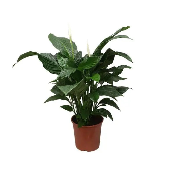 Spathiphyllum Sweet Silvana - Ø24cm - ↕80cm  BotanicBridge