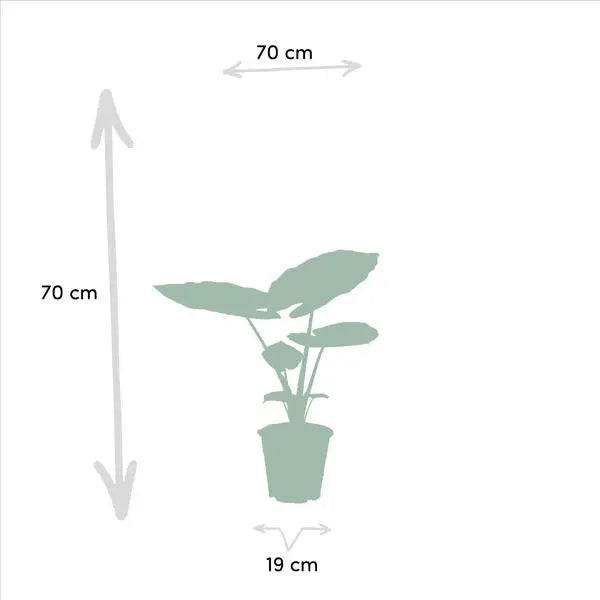 Strelitzia Nicolai - Ø19cm - ↕85cm + Alocasia Macrorrhiza - Ø19cm - ↕70cm  BotanicBridge