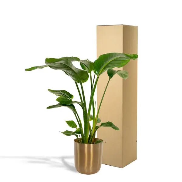 Strelitzia Nicolai - Ø19cm - ↕90cm + Pot Mayk Gold  BotanicBridge