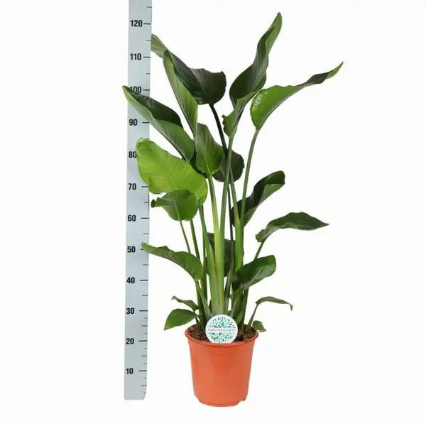 Strelitzia Nicolai - Ø24cm - ↕120cm  BotanicBridge