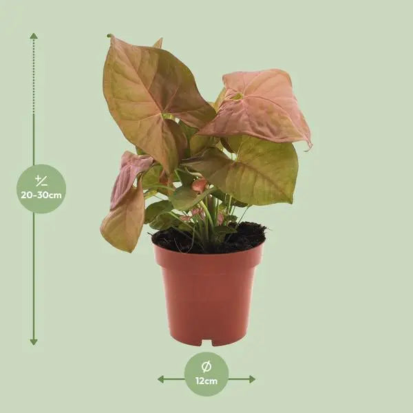 Syngonium Neon - Ø12cm - ↕25cm  BotanicBridge